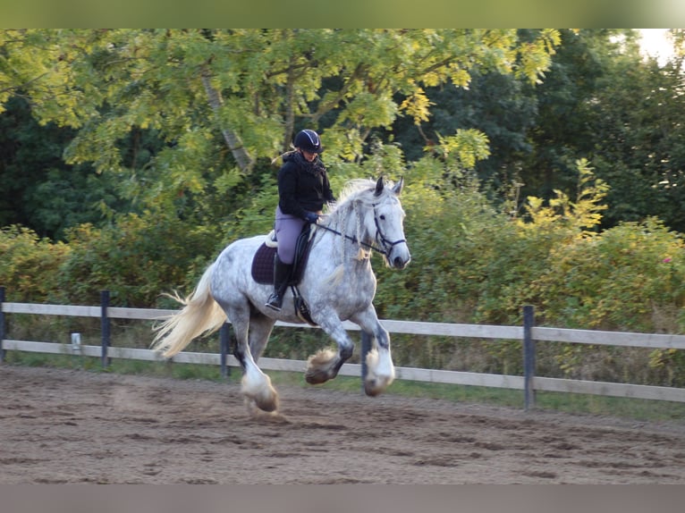 Shire Horse Mare 8 years 17,3 hh Gray in Ebberup