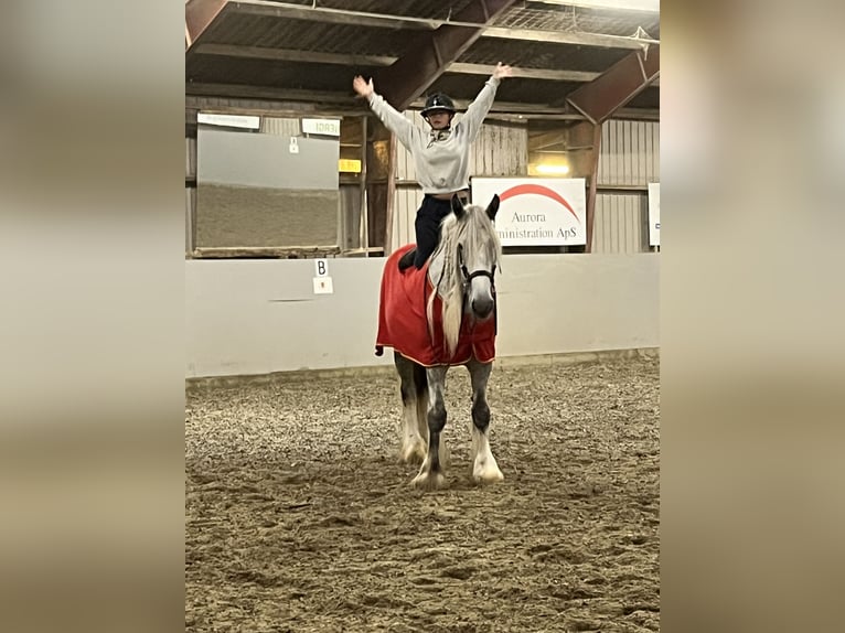 Shire Horse Mare 8 years 17,3 hh Gray in Ebberup