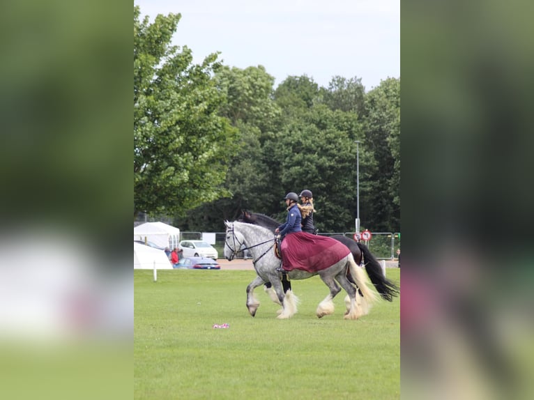 Shire Horse Mare 8 years 17,3 hh Gray in Ebberup