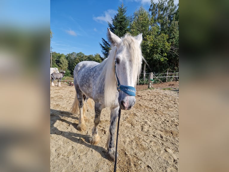 Shire Horse Mare 8 years 17 hh Gray-Dapple in Bad Füssing