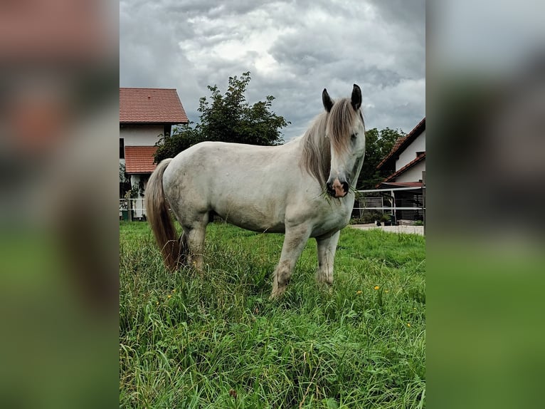 Shire Horse Mare 8 years 17 hh Gray in Bad Füssing