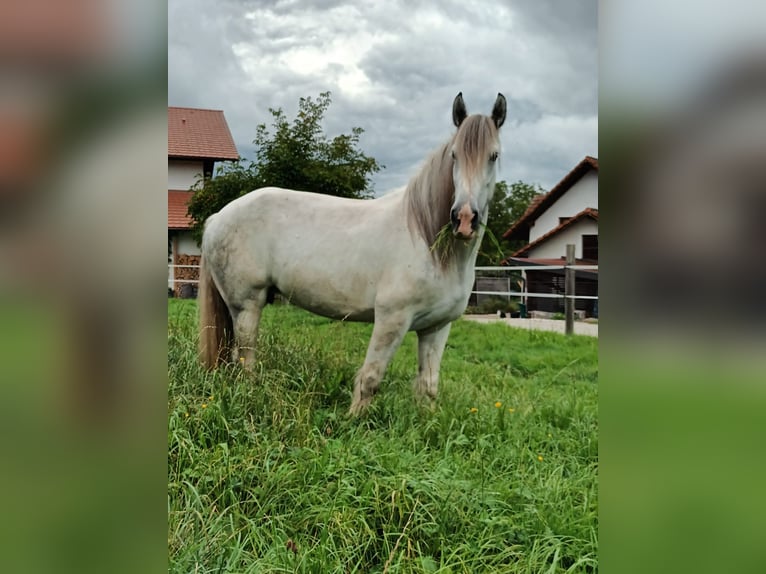 Shire Horse Mare 8 years 17 hh Gray in Bad Füssing