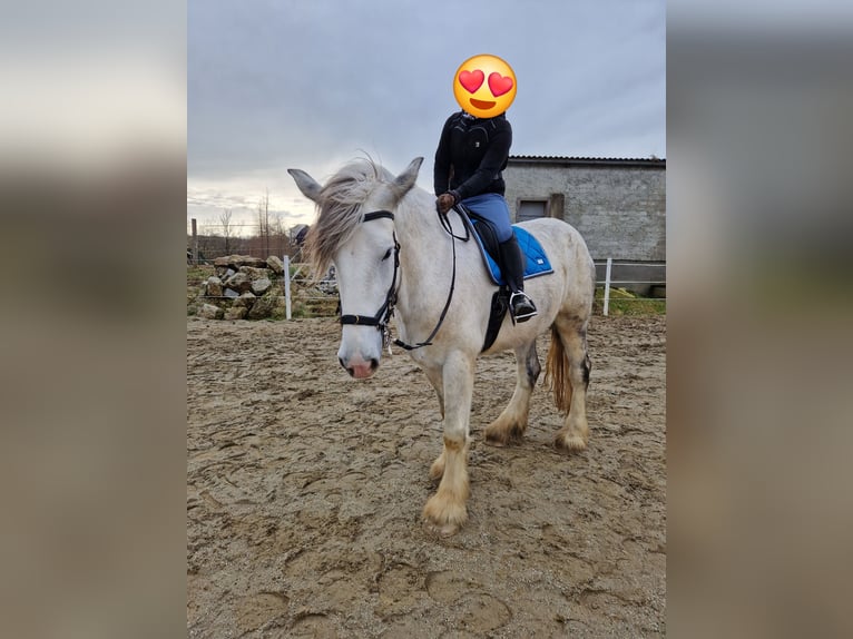 Shire Horse Mare 8 years 17 hh Gray in Bad Füssing