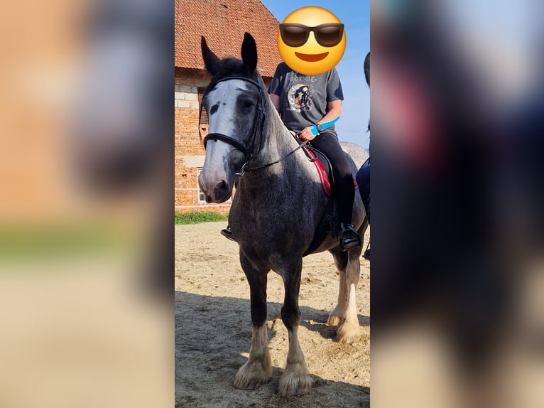 Shire Horse Mare 8 years 17 hh Roan-Bay in Bad Füssing