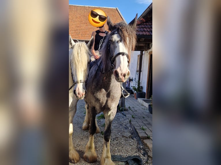 Shire Horse Mare 8 years 17 hh Roan-Bay in Bad Füssing