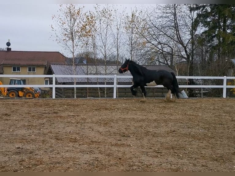Shire Horse Mare 8 years 17,1 hh Black in KIELNO