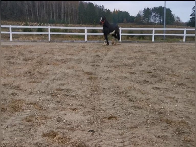 Shire Horse Mare 8 years 17,1 hh Black in KIELNO