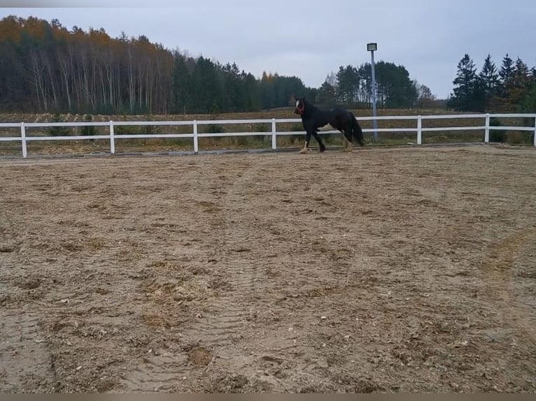 Shire Horse Mare 8 years 17,1 hh Black in KIELNO