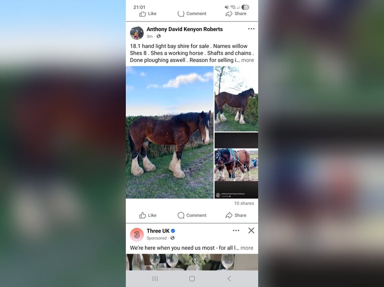 Shire Horse Mare 8 years Bay in Nottinghamshire