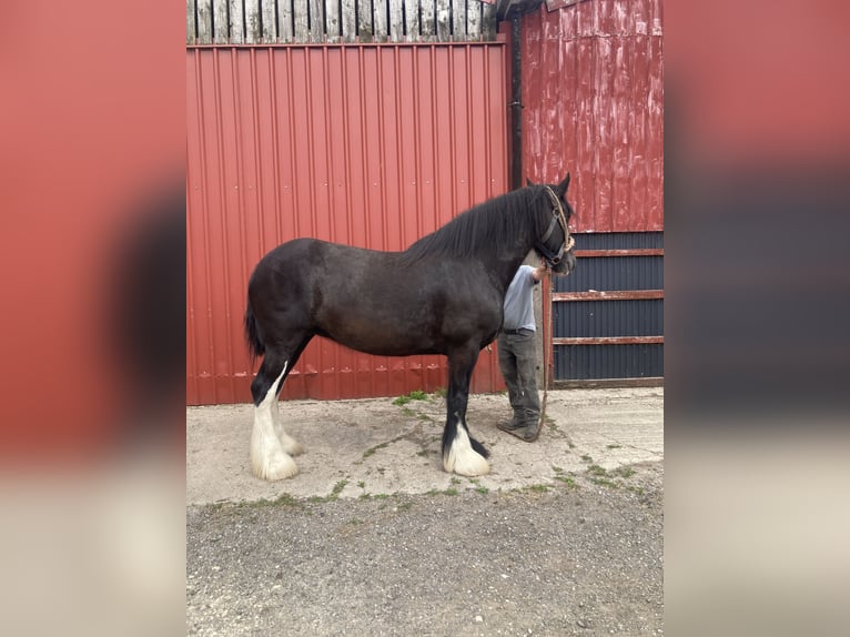 Shire Horse Mare 8 years Black in Stillingfleet