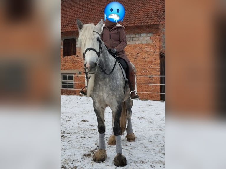 Shire Horse Mare 9 years 17 hh Gray-Dapple in Bad F&#xFC;ssing