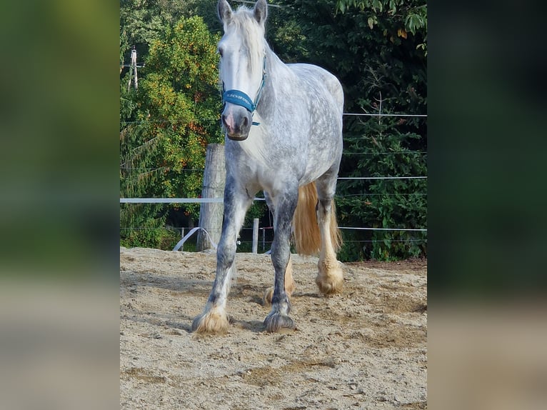 Shire Horse Mare 9 years 17 hh Gray-Dapple in Bad F&#xFC;ssing