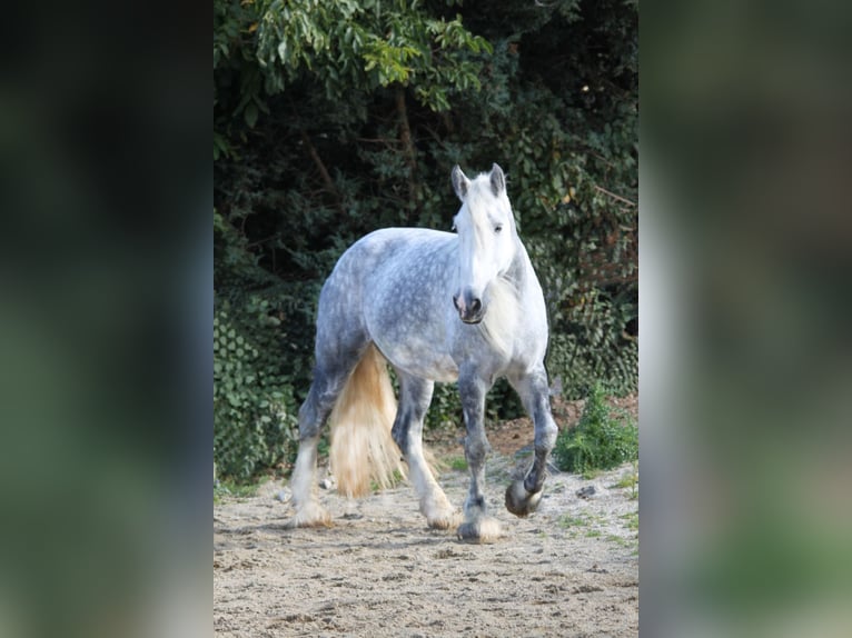 Shire Horse Mare 9 years 17 hh Gray-Dapple in Bad F&#xFC;ssing