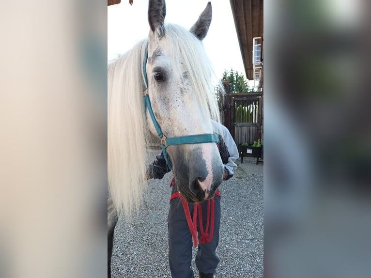 Shire Horse Mare 9 years 17 hh Gray-Dapple in Bad Füssing