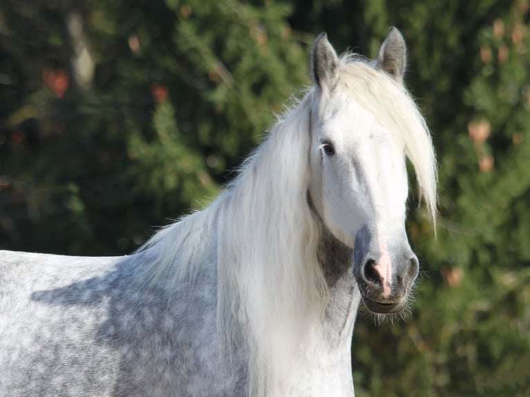 Shire Horse Mare 9 years 17 hh Gray-Dapple in Bad F&#xFC;ssing