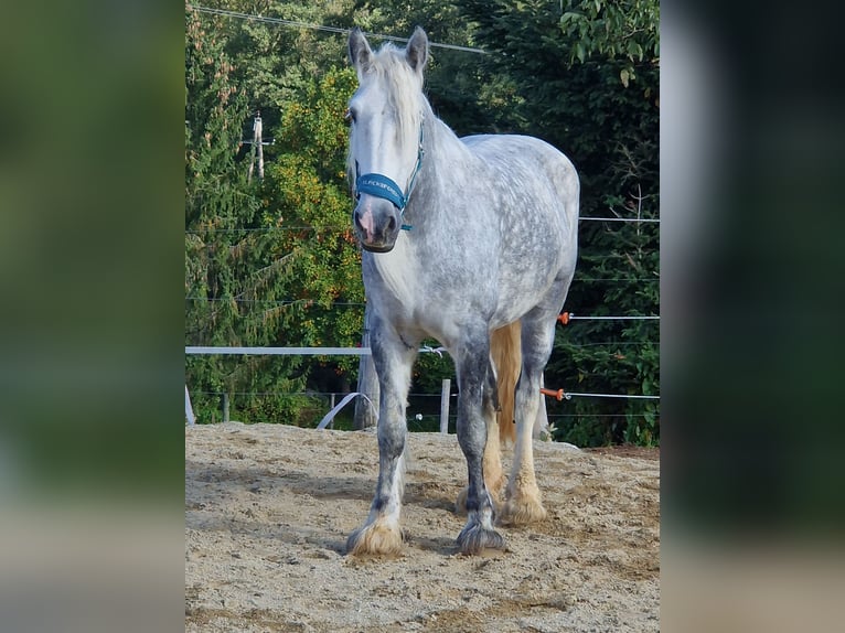 Shire Horse Mare 9 years 17 hh Gray-Dapple in Bad F&#xFC;ssing