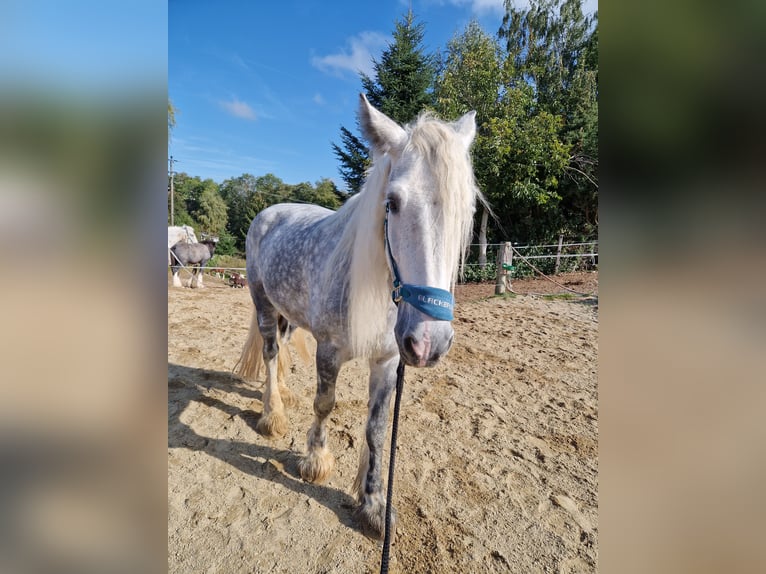 Shire Horse Mare 9 years 17 hh Gray-Dapple in Bad F&#xFC;ssing