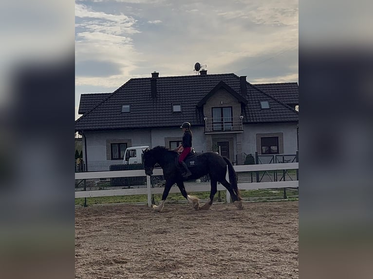 Shire Horse Mare 9 years 18,2 hh Black in Małopolska