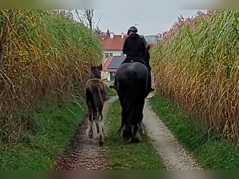 Shire Horse Mare 9 years 18,2 hh Black in Bayern