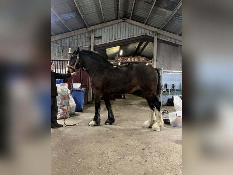 Shire Horse Mare 9 years 19 hh Bay in York