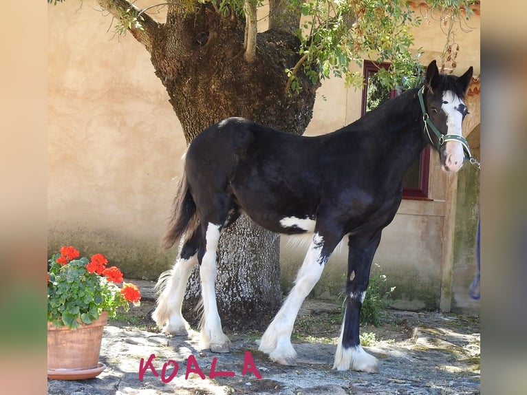 Shire Horse Mare Foal (03/2024) 13,2 hh Black in Yecla De Yeltes