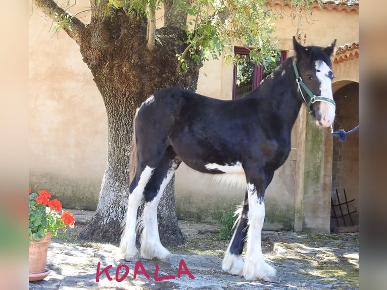 Shire Horse Mare Foal (03/2024) 13,2 hh Black in Yecla De Yeltes