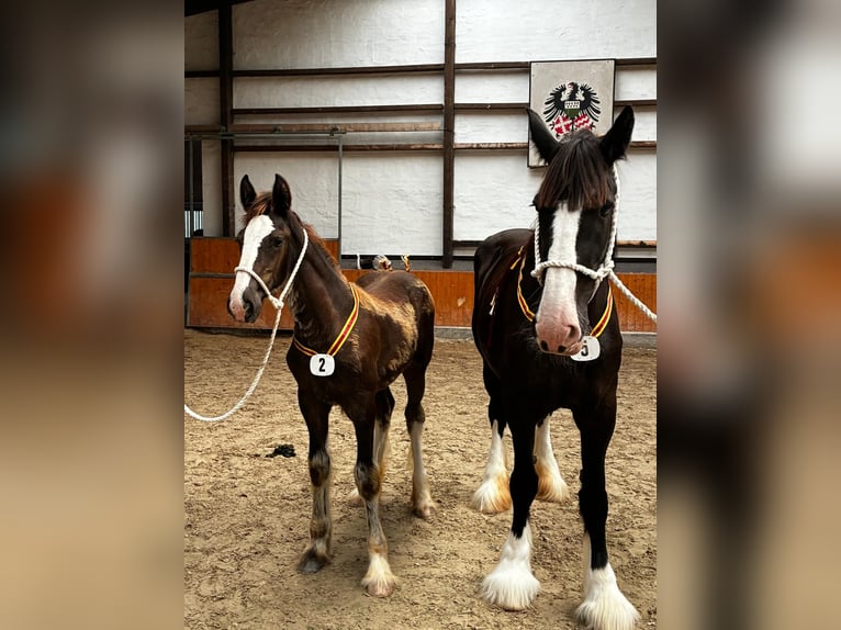 Shire Horse Mare Foal (01/2026) 17.2 hh Black in Erp