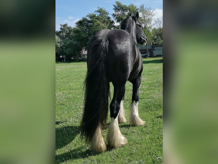 Shire Horse Mare Foal (08/2026) 18 hh Grey in Langenhorn