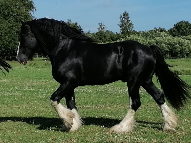 Shire Horse Mare Foal (08/2026) 18 hh Grey in Langenhorn