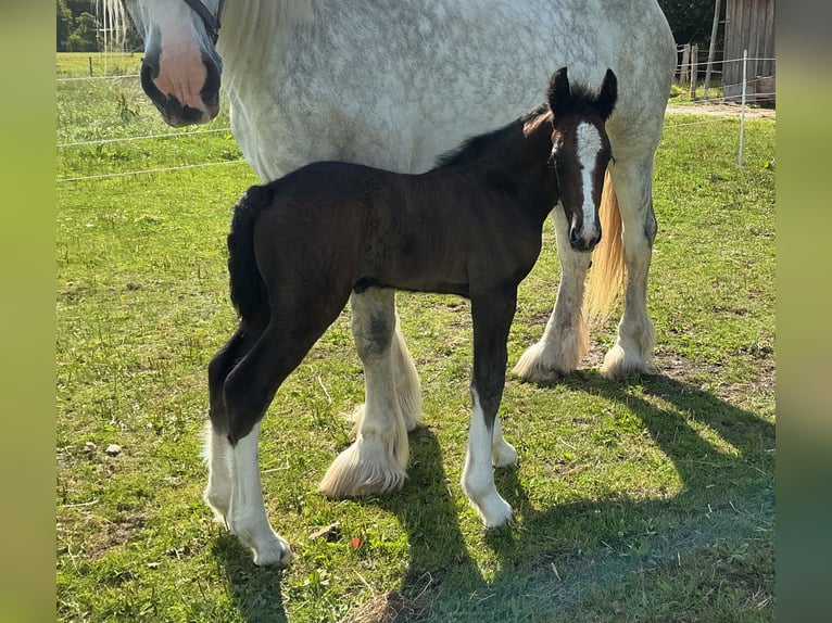 Shire Horse Mare Foal (08/2026) 18 hh Grey in Langenhorn