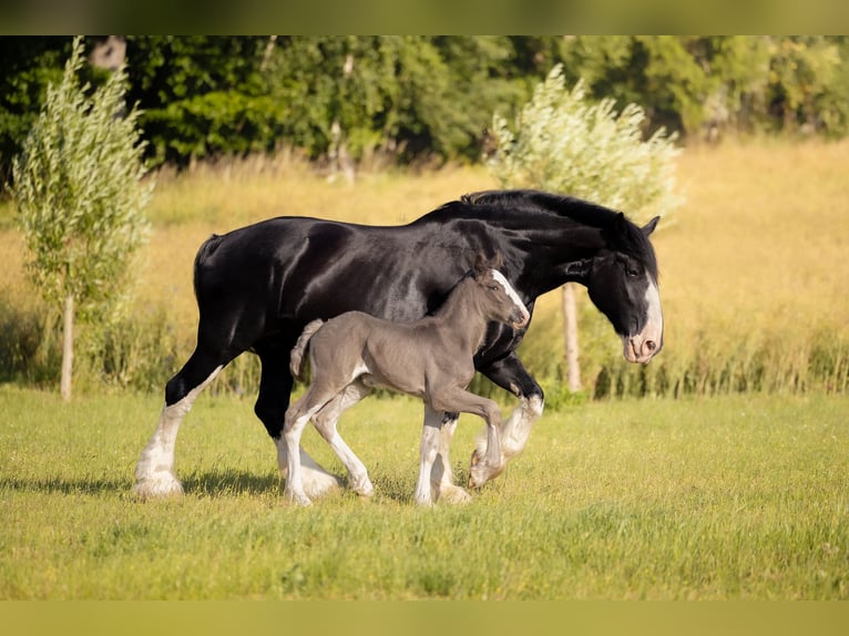 Shire Horse Mare Foal (01/2025) 18,1 hh in W&#x119;gorzyno