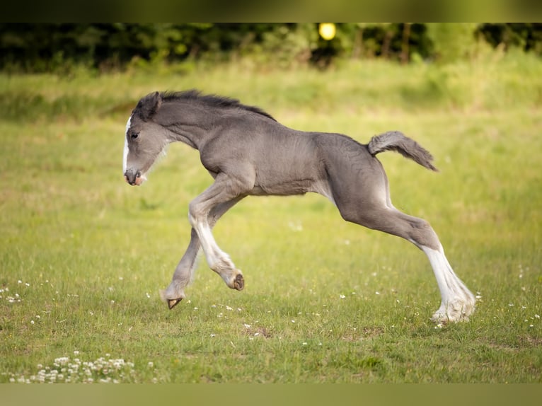 Shire Horse Mare Foal (01/2025) 18,1 hh in W&#x119;gorzyno