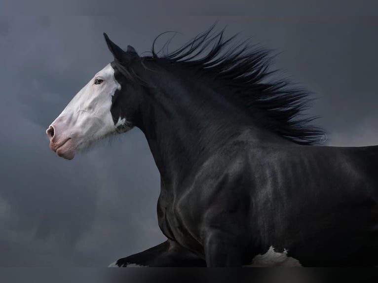 Shire Horse Mare Foal (01/2025) 18,1 hh in W&#x119;gorzyno