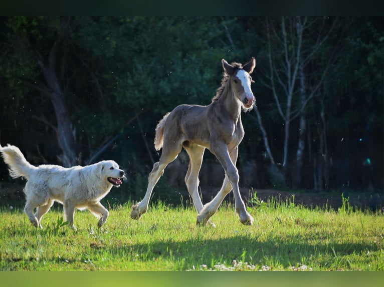 Shire Horse Mare Foal (01/2025) 18,1 hh in W&#x119;gorzyno