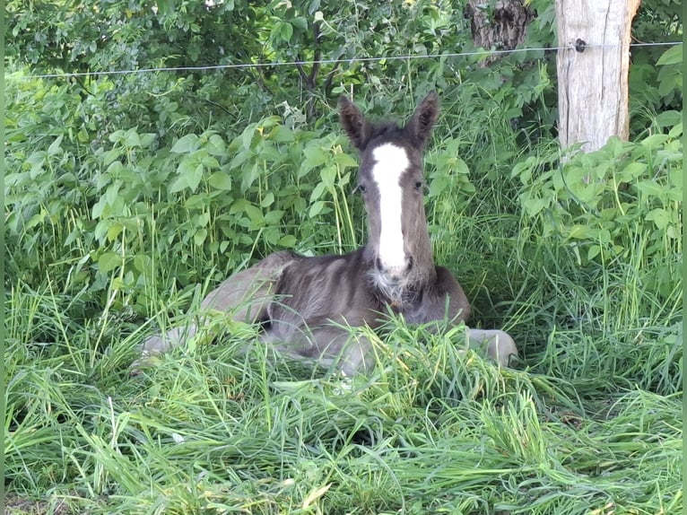Shire Horse Mare Foal (05/2025) Black in Oldenzaal