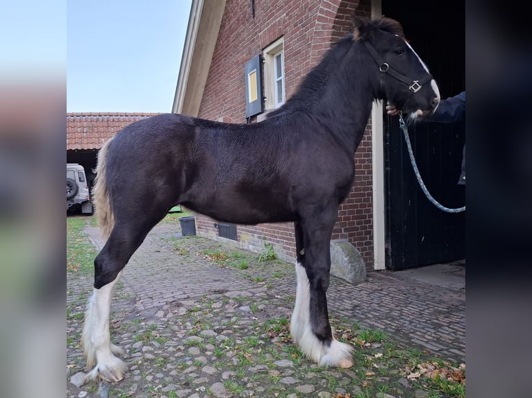Shire Horse Mare Foal (05/2025) Black in Oldenzaal