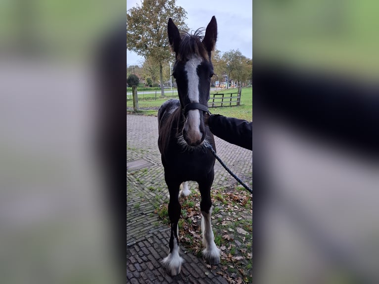 Shire Horse Mare Foal (05/2025) Black in Oldenzaal