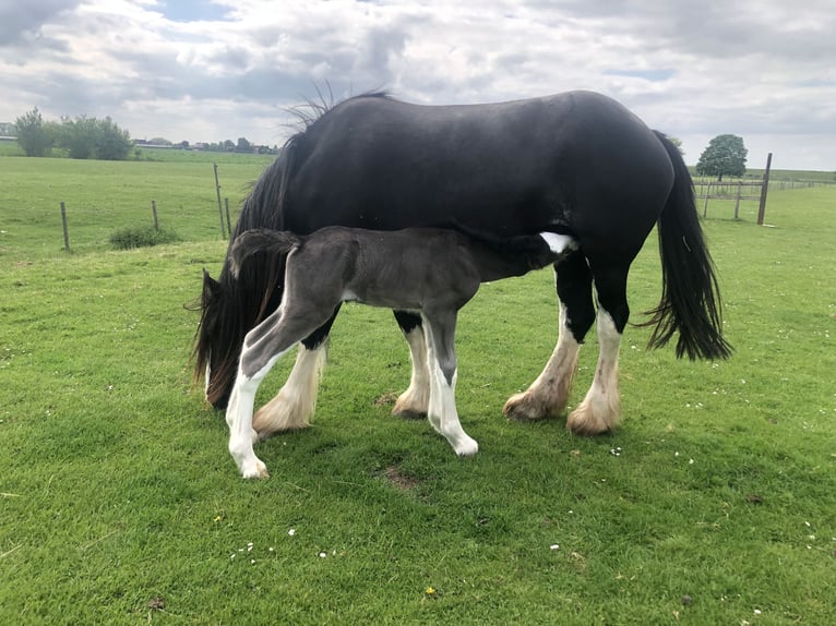 Shire Horse Mare Foal (05/2026) Black in Haselau