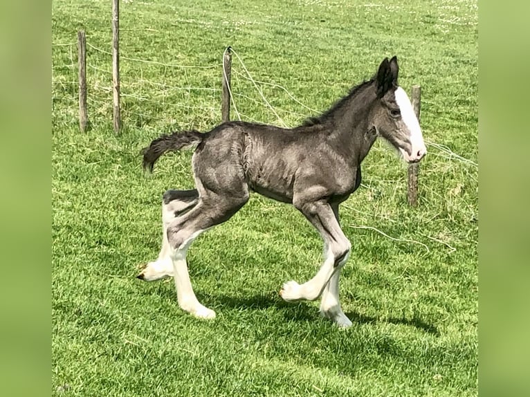 Shire Horse Mare Foal (05/2026) Black in Haselau
