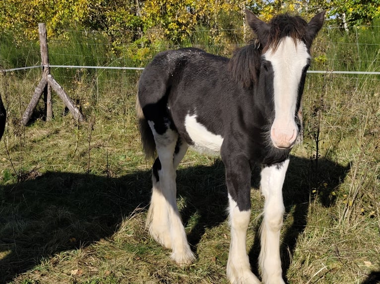 Shire Horse Mare Foal (01/2026)  in Warzenko