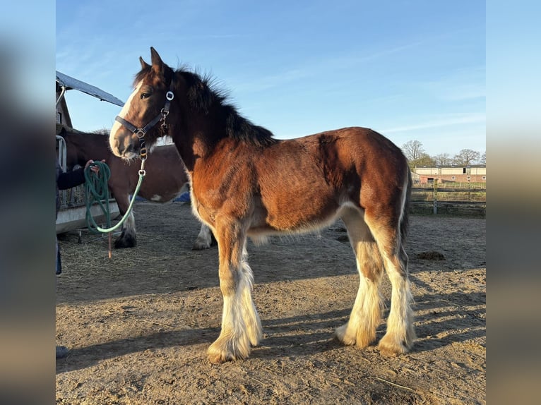 Shire Horse Mare Foal (06/2025) Brown in Wittmund ArdorfWittmund