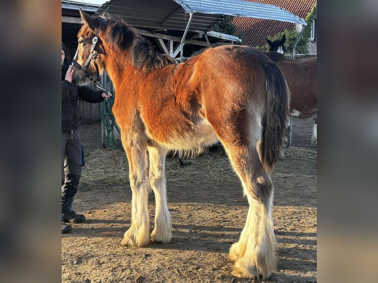 Shire Horse Mare Foal (06/2025) Brown in Wittmund ArdorfWittmund