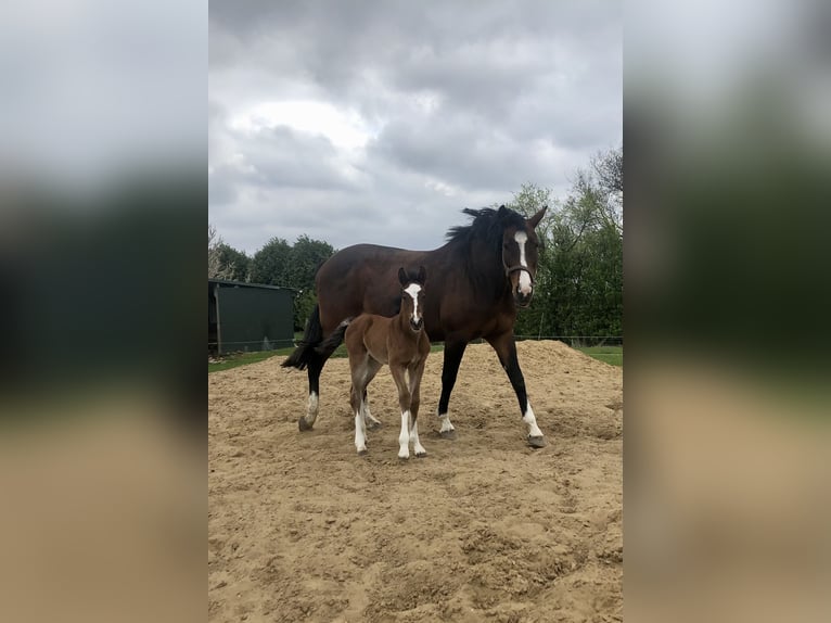 Shire Horse Mix Mare Foal (04/2026) Brown in Haselau