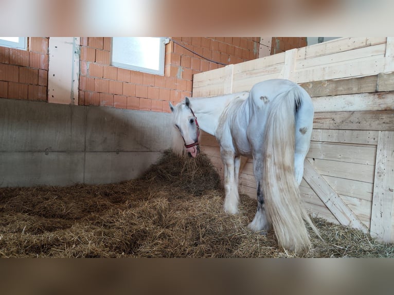 Shire Horse Semental 10 años 193 cm Tordo in Ried im Innkreis