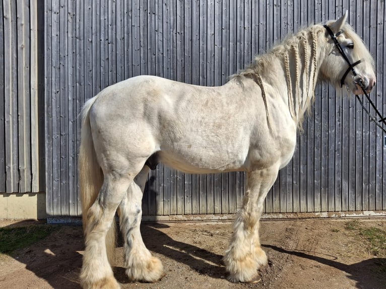 Shire Horse Semental 10 años 193 cm Tordo in Ried im Innkreis