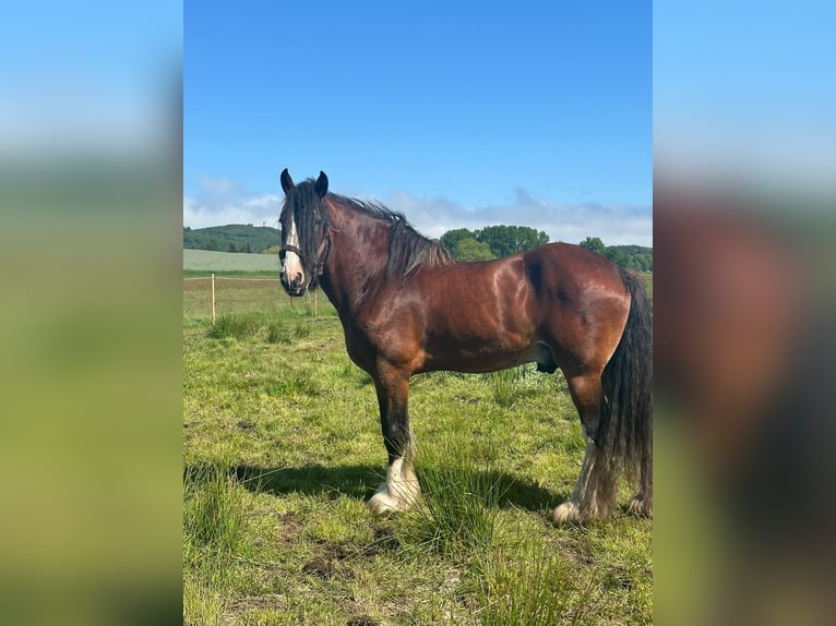 Shire Horse Semental 11 años 187 cm Castaño in GöhrenLancken-Granitz