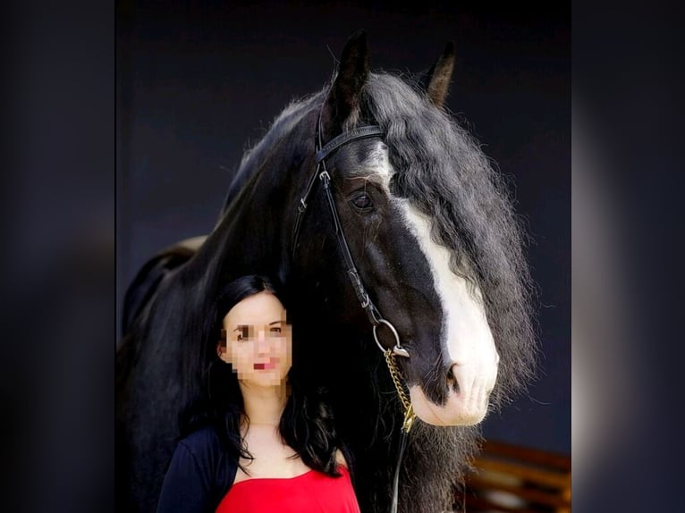 Shire Horse Semental 17 años 180 cm Negro in Bad F&#xFC;ssing