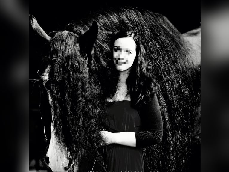 Shire Horse Semental 17 años 180 cm Negro in Bad F&#xFC;ssing