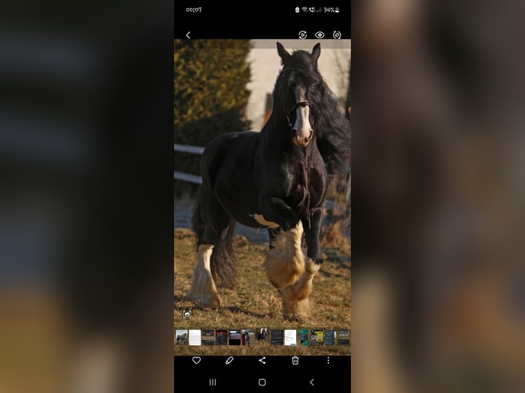 Shire Horse Semental 17 años 180 cm Negro in Bad F&#xFC;ssing