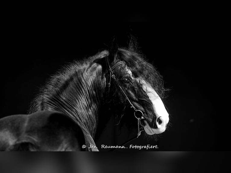 Shire Horse Semental 17 años 180 cm Negro in Bad F&#xFC;ssing